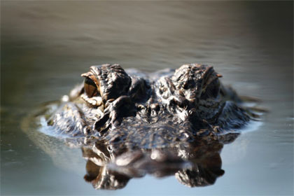 Alligator1