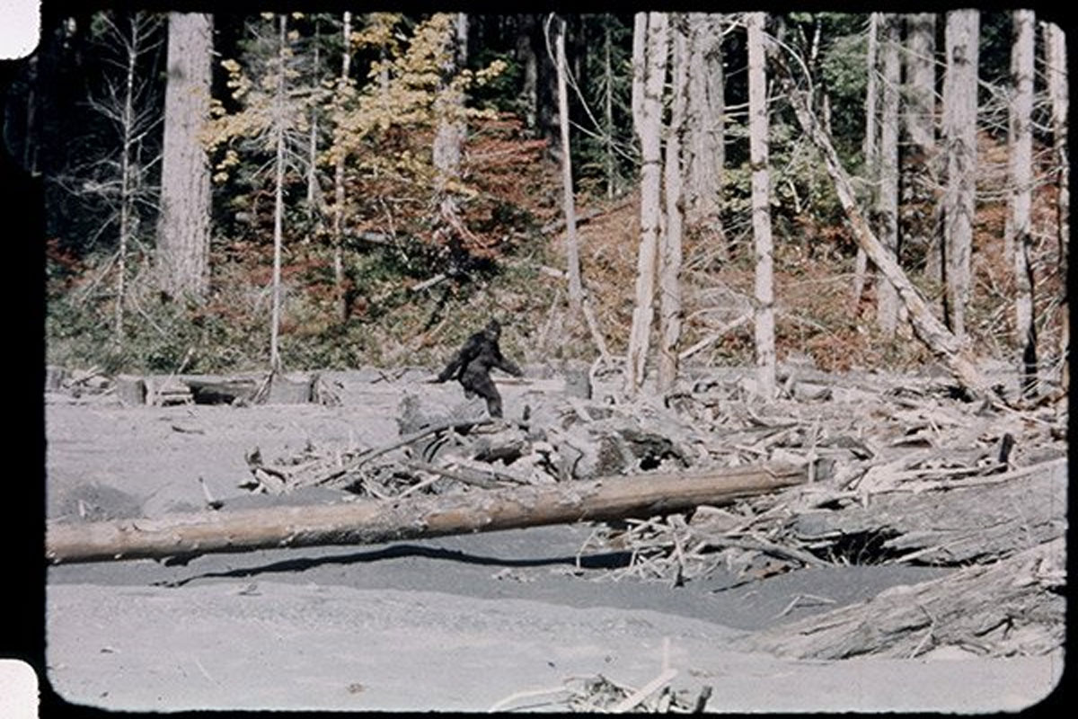 The Patterson Gimlin Film Of Bigfoot What Skeptics Still Struggle To