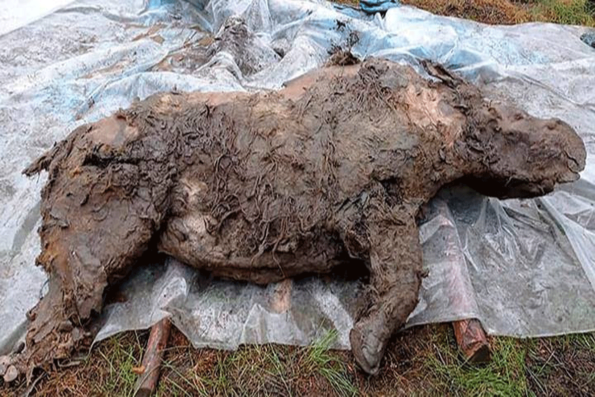 Russia's Permafrost Is Thawing And Revealing Some Interesting Extinct  Animals - Journal News