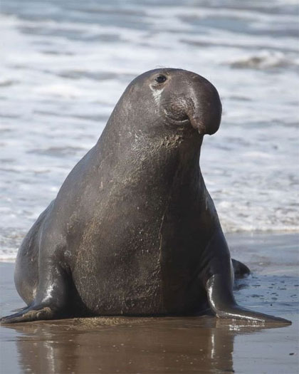 Seal