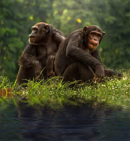 Chimpanzee1