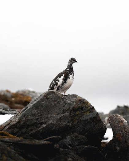 Ptarmigan