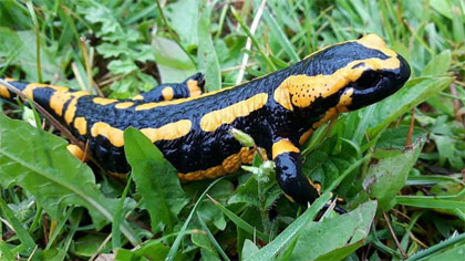 Salamander1