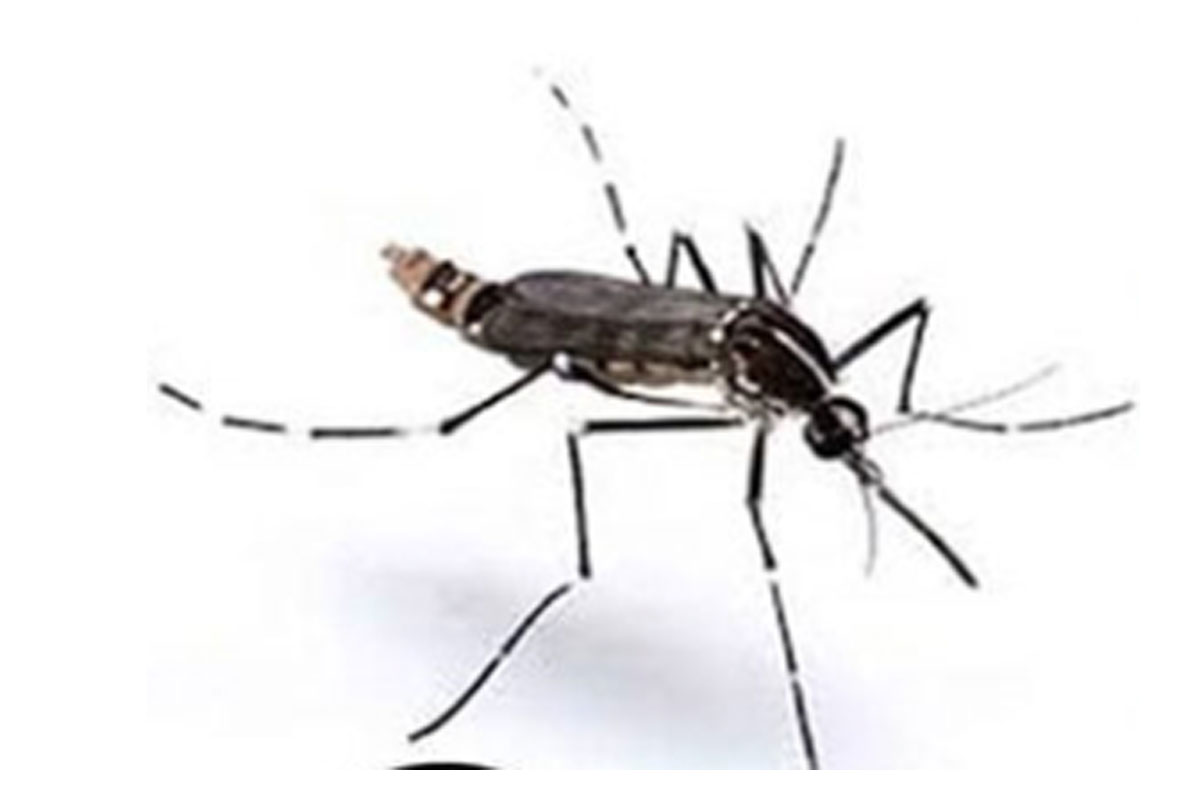 Dengue